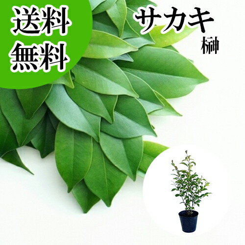 楽天市場】◇送料無料◇ ヒサカキ 苗 【姫榊 （ひさかき）】 5号ポット