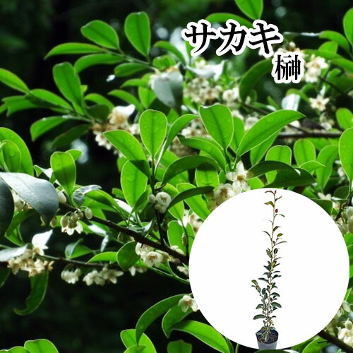 楽天市場】ヒサカキ 苗 【ハマヒサカキ】 5号ポット苗 榊 びしゃこ