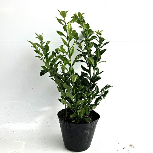 楽天市場】植木 ツゲ 苗 【サルココッカ コンフサ （矮性）】 5