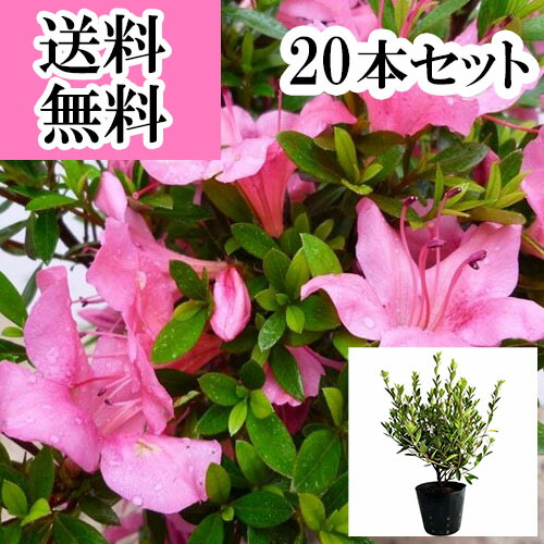 【貨物輸送無料】【20本書き割り】 サツキツツジ（さつき） 樹高0.3m前後 15珊ポット さつきつつじ 5号ポット 五月 皐月 さつき サツキ  苗 植木 若木   生け垣 つつみ隠し