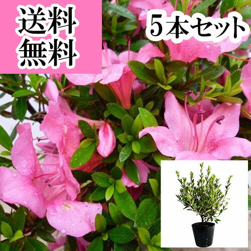 楽天市場】庭木：サツキ（さつき・大盃）* 大株！皐月 : 遊恵盆栽 楽天