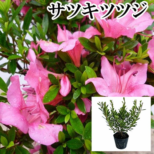 楽天市場】【サツキツツジ・大盃（オオサカズキ）】樹高30cm前後 地