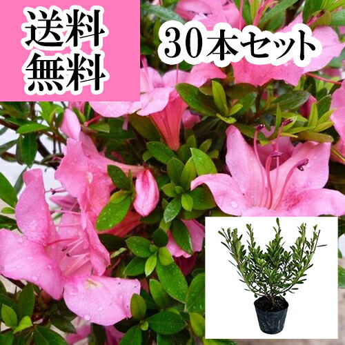 楽天市場】◇送料無料◇ さつき 苗 【サツキ 赤 （あか）】 4号ポット