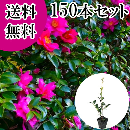 【送料無料】【150本セット】 サザンカ 樹高0.3m前後 10.5cmポット さざんか 山茶花 タチカン赤花 苗 植木 苗木 庭 生垣 目隠し
