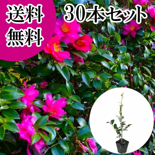 【貨物輸送無料】【30本仕掛ける】 サザンカ 樹高0.3m前後 10.5糎ポット さざんか 山茶花 タチカン赤花  苗 植木 若木   生け垣 つつみ隠し