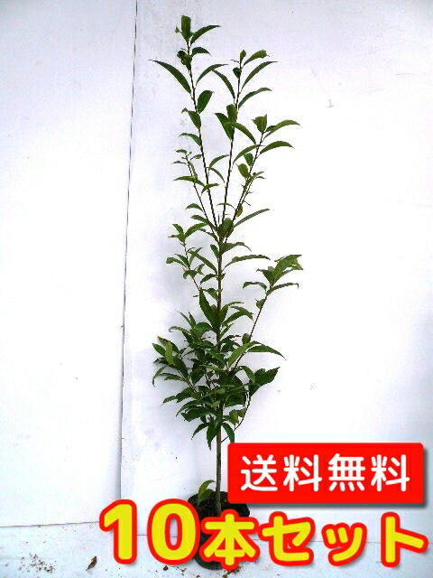 楽天市場 シラカシ 樹高1 2m前後 15cmポット 10本セット Y1送料無料 しらかし 白樫 白橿 販売 苗 植木 苗木 庭木 垣根 生垣 生け垣 生垣用 山林苗 目隠し 木 花と緑
