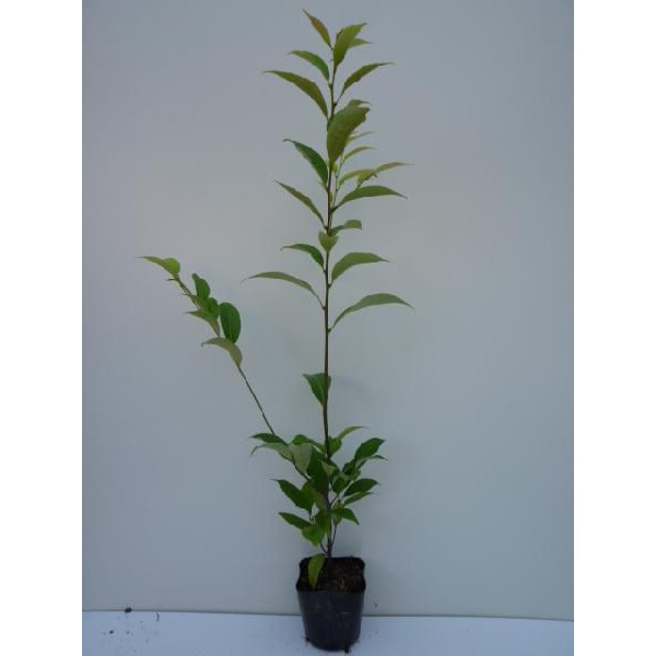 18 Off スダジイ 樹高0 5m前後 10 5cmポット すだじい 椎 しいのき 椎の木 椎木 シイノキ 苗 植木 苗木 生垣 山林苗 目隠し Fucoa Cl