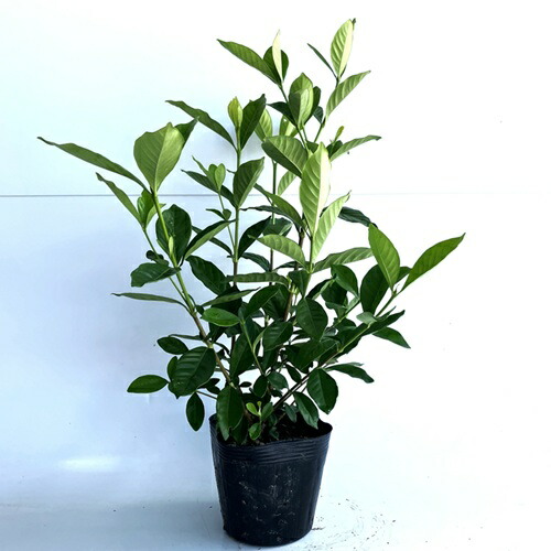 楽天市場】庭木：梔子（クチナシ）*くちなし : 遊恵盆栽 楽天市場店