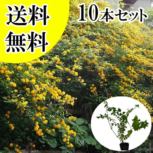 【貨物輸送無料】【10本書き割り】 ヤエヤマブキ 樹高0.4m前後 15糎ポット やえやまぶき 山吹：八重咲き   苗 植木 若木   生け垣 包みかくし