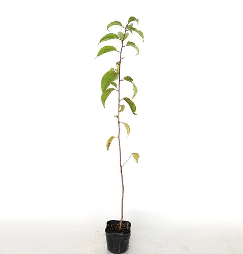 【送料無料】【20本セット】 ヤマザクラ 樹高0.8m前後 10.5cmポット やまざくら 山桜 サクラ さくら 桜 苗 植木 苗木 生垣 目隠し 山林苗