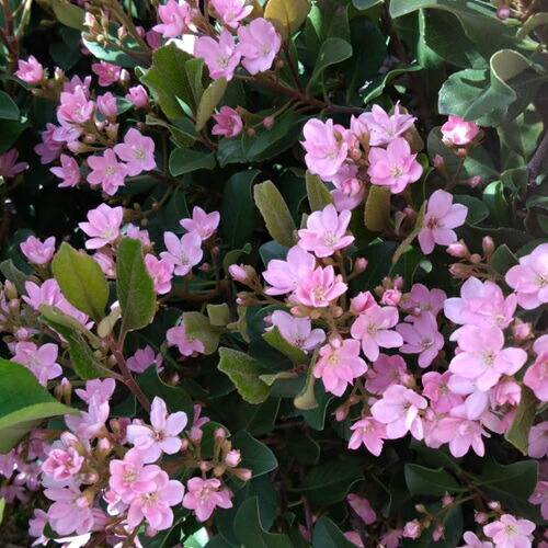 楽天市場】【送料無料】【10本セット】 ベニバナシャリンバイ 樹高0.4