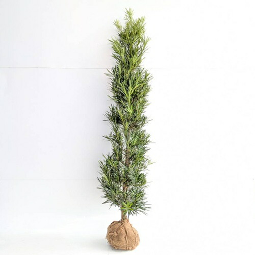 楽天市場】ラカンマキ苗 羅漢槙 大苗 ラカンマキ 樹高150センチ前後