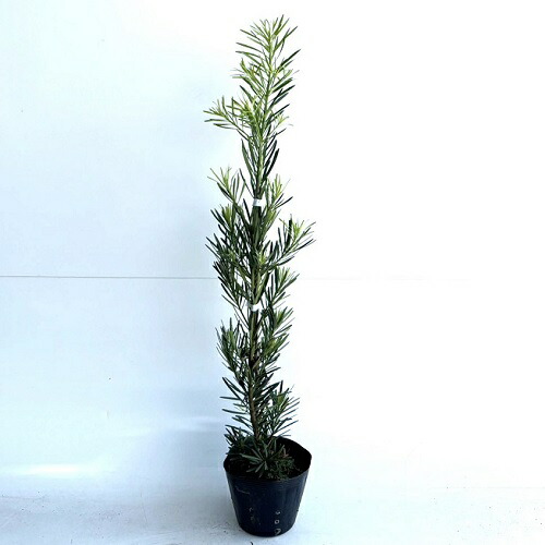 まきの木？　高さ3m まきの木？高さ3m