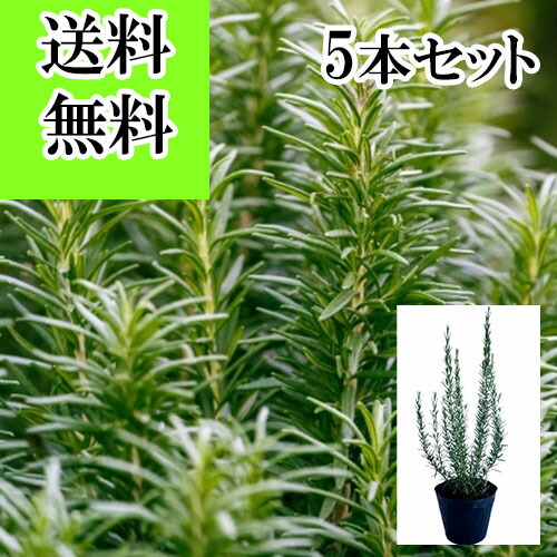 楽天市場】【 単 品 】 ローズマリー 樹高0.5m前後 15cmポット ろーず