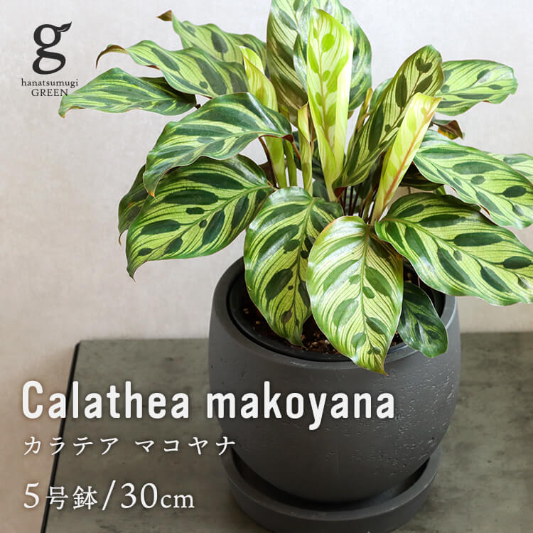 楽天市場 敬老の日 カラテア マコヤナ カラテアマコヤナ Calathea Makoyana 5号 5寸 30cm 観葉植物 育て方ガイド付き Hanatsumugi Green