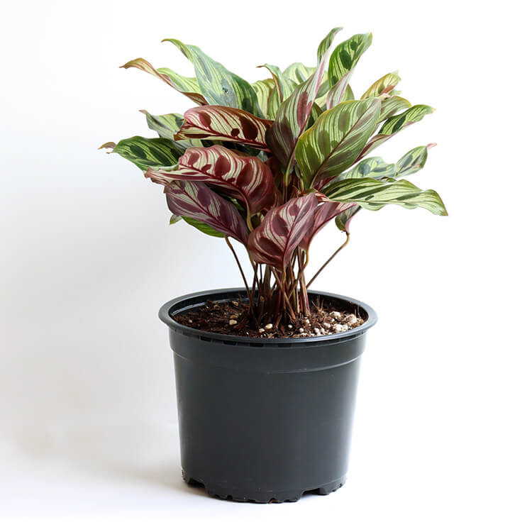 楽天市場 カラテア マコヤナ カラテアマコヤナ Calathea Makoyana 5号 5寸 30cm 観葉植物 育て方ガイド付き Hanatsumugi Green