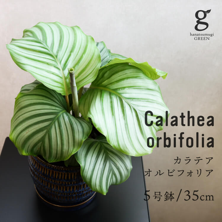 カラテア オルビフォリア オービフォリア Calathea Orbifolia 5号 5寸 35cm 観葉植物 育て方ガイド付き Jurisaxis Com