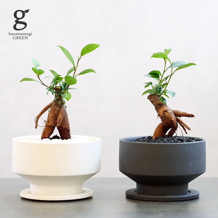 アロカシア バンビーノ ガジュマル 4号 4寸 alocasia bambino arrow ficus microcarpa 観葉植物 矢じり 気根  キジムナー 幸せを呼ぶ木 多幸の木 絞め殺しの木 ベンガルボダイジュ 植木鉢 植替え ポット セット 陶器 育てやすい 育て方ガイド付き 送料無料  ※アウトレット品