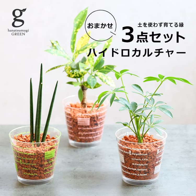 楽天市場】サンスベリア スタッキー 4号 40cm sansevieria stuckyi 観葉植物 サンセベリア トラノオ 虎の尾 チトセラン  千歳蘭 空気清浄 マイナスイオン 風水 育てやすい 育て方ガイド付き : hanatsumugi GREEN