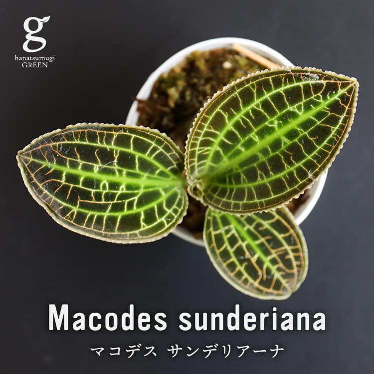 楽天市場 ジュエルオーキッド マコデス サンデリアーナ Macodes Sunderiana 2号 2寸 10cm 観葉植物 宝石蘭 育て方ガイド付き Hanatsumugi Green