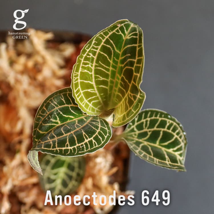 1点もの ジュエルオーキッド アネクトデス 649 Anoectodes 649 2号 2寸 13 5cm 1点もの 現物 観葉植物 宝石蘭 The Gaki アノエクトデス Anoectchilus Siamensis White Center X Macodes Petola アノエクトチラス アネクトキルス マコデスペトラ 交配種 育て方ガイド付き