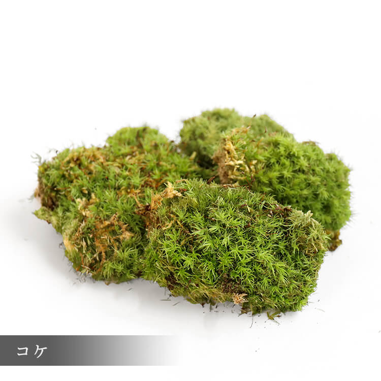 コケリウムキット M コケリウムセット 苔 コケ テラリウム フィットニア 作り方付き プレゼント ギフト Giosenglish Com