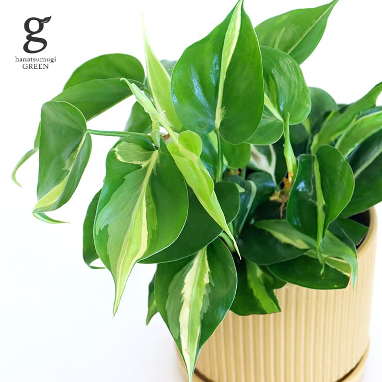 楽天市場】フィロデンドロン オキシカルジューム ブラジル トリカラー 4号 philodendron oxycardium brazil  tricolor 観葉植物 オキシカルジウム ブラジル ヒメカズラ 斑入り ハート型 育てやすい 育て方ガイド付き : hanatsumugi  GREEN