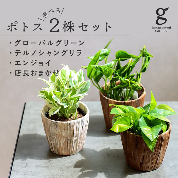 楽天市場 2株セット ポトス グローバルグリーン エンジョイ 2株セット 2個セット Pothos 3号 3寸 cm 観葉植物 育てやすい 育て方ガイド付き Hanatsumugi Green