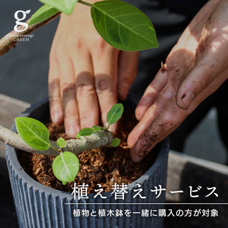 楽天市場 植え替えサービス300円 観葉植物 植木鉢 Hanatsumugi Green