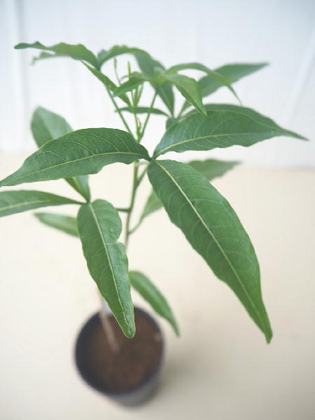 楽天市場 バオバブの木 苗もの 3号 品種名は不祥 緑の風yamashoku