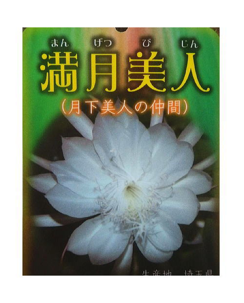 楽天市場】※月下美人の仲間 孔雀サボテン 姫月下美人/ひめげっかびじん