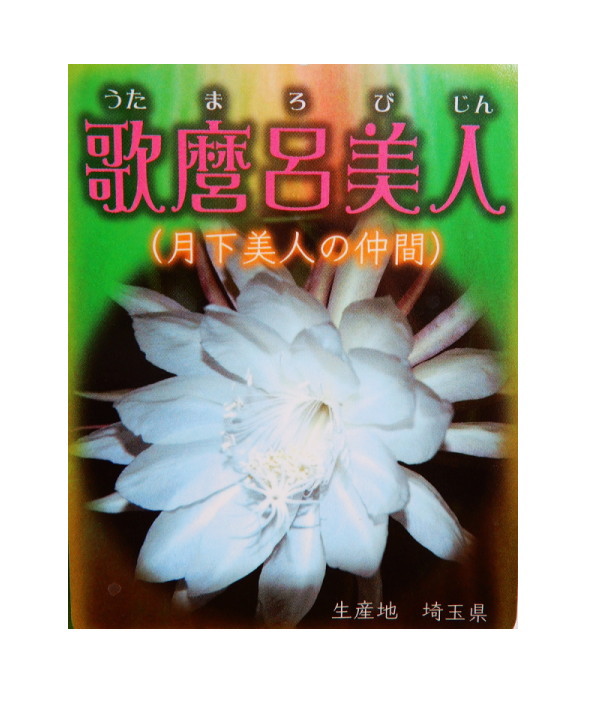 楽天市場 月下美人の仲間 孔雀サボテン 姫月下美人 ひめげっかびじん 5号 花なし 開花見込み株 人気 緑の風yamashoku