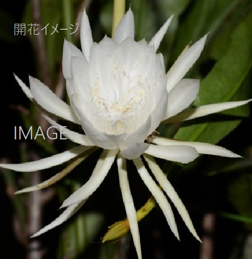 楽天市場】※月下美人 大苗（6号） 多肉植物/孔雀サボテン 【花なし