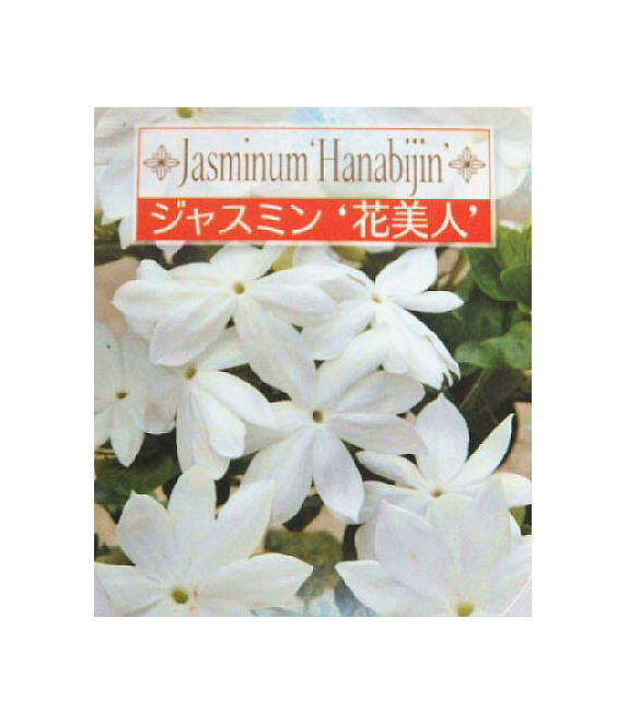 楽天市場 花付きの良い性質のジャスミン ジャスミン 花美人 ３号 緑の風yamashoku