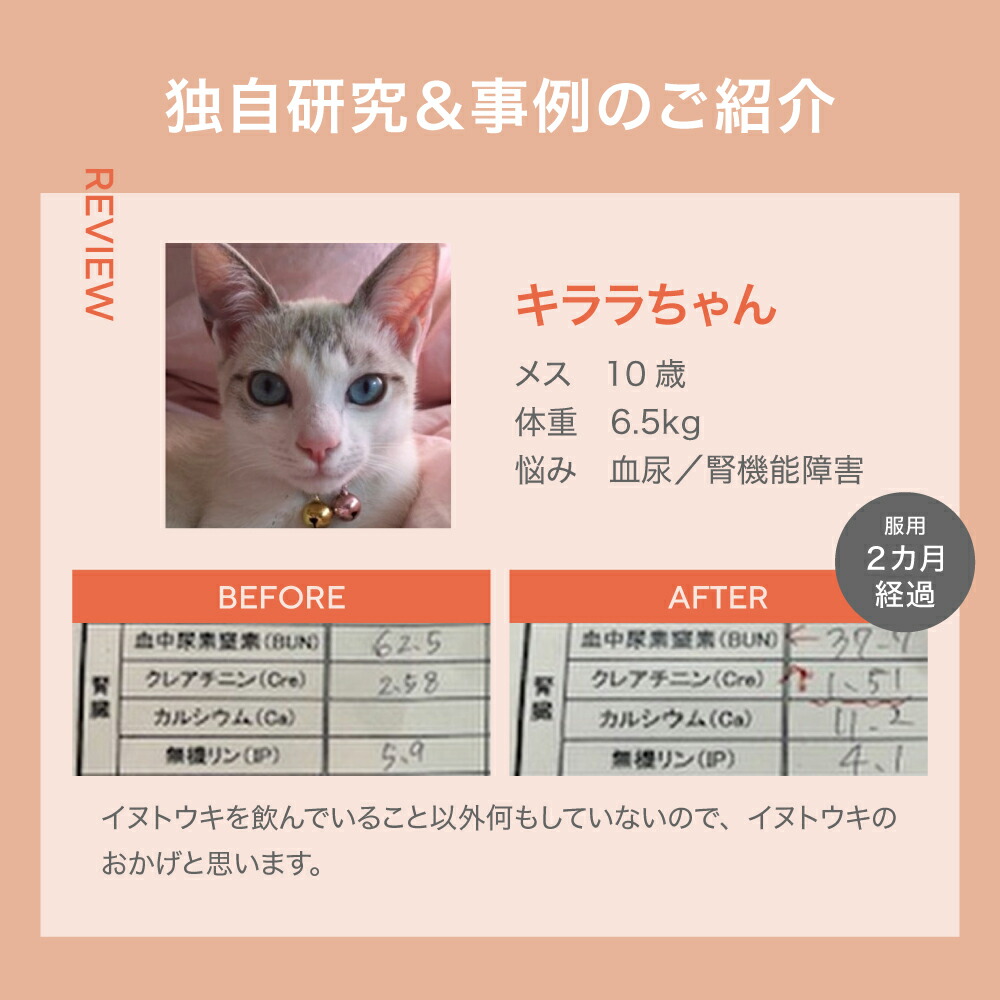 に*ー様 JINパワー100 イヌネコ用サプリメント JINパワー100 いぬ ねこ専用 ペット業界初 サプリメント | hebbyshop