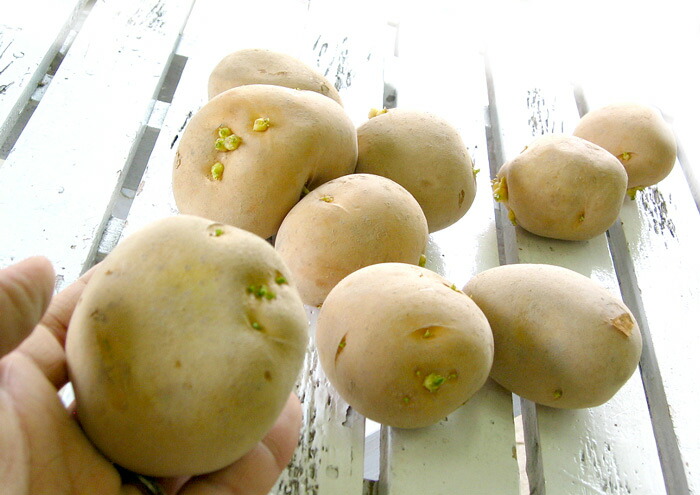楽天市場】＼売り尽くし／じゃがいも 種芋 10kg 送料無料 マツコの知ら