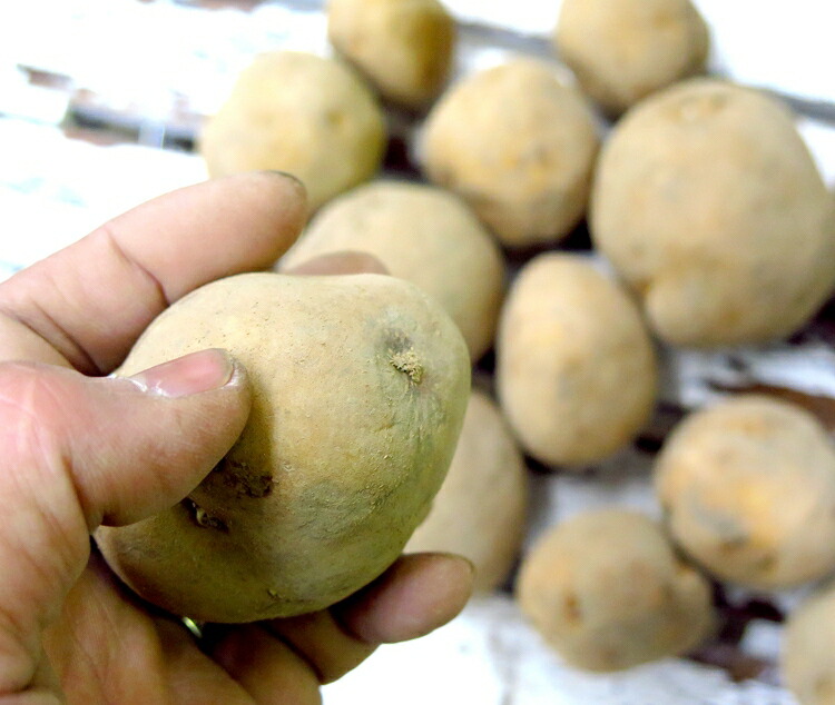 楽天市場 じゃがいも 種芋 種イモ インカのめざめ 種芋500g 北海道産 苗 種 ばれいしょ ジャガイモ 家庭菜園 苗 インカのひとみ 花うるる 花でうるおう毎日