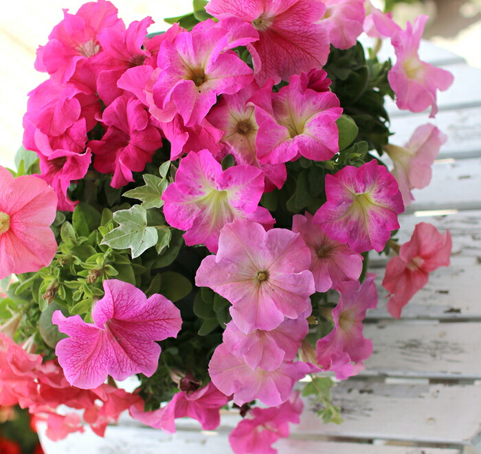 楽天市場 ペチュニアのハンギング寄せ植え スイート ピンク シンプル 寄せ植え セット ギフト 花 寄植え 鉢植え 壁掛け ハンギング 春 夏 通販 花うるる 花でうるおう毎日