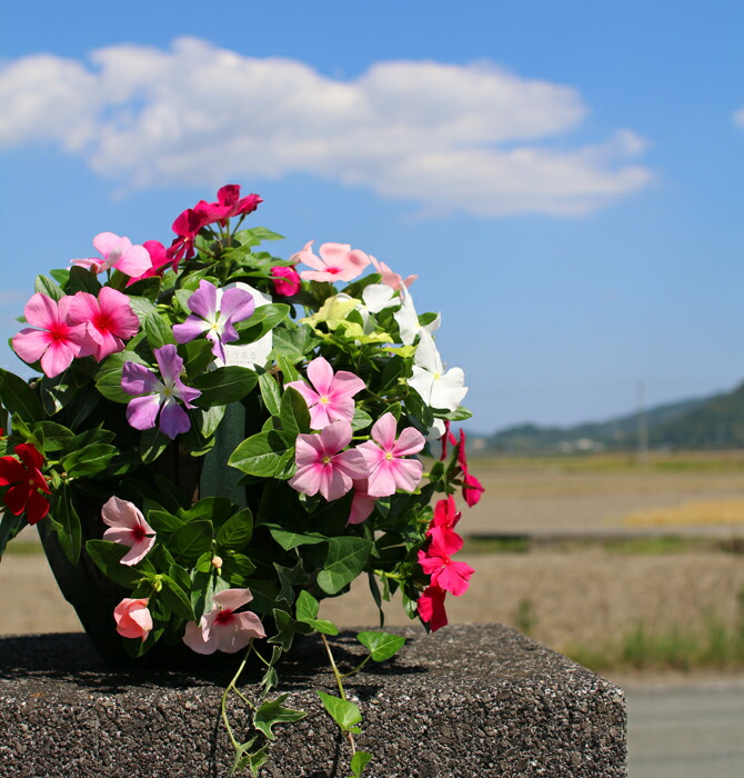 楽天市場 ハンギング寄せ植え ニチニチソウのカラフルmix 開花期 １１月 寄せ植え ギフト フラワー 玄関 ガーデニング セット 苗 花うるる 花でうるおう毎日