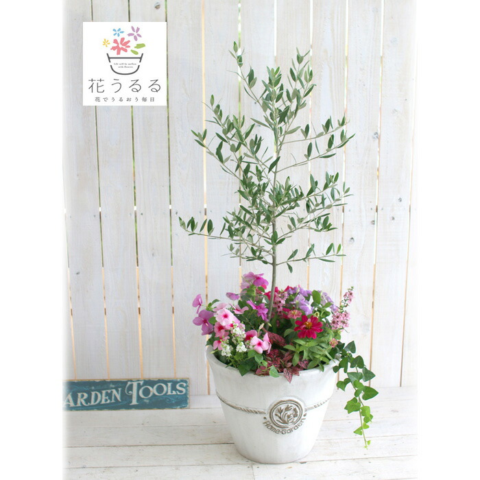 楽天市場 選べる鉢7種類 送料無料 オリーブの木 季節の花を寄せ植え 高さ100cm前後 ご自宅用 店舗 メインツリー シンボルツリー 寄せ植え 玄関先 おしゃれ フラワー ギフト ガーデニング セット 贈り物 鉢 誕生日 ギフト 新築祝いなどに 花うるる 花