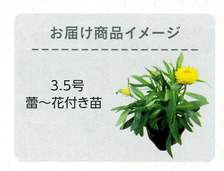 楽天市場 サントリーのブランド花苗 コロロ 全４色 10 5cmポット苗 真夏と真冬以外に咲いてドライフラワーに人気のムギワラギク ガーデニング 鉢植え 花苗 秋 冬 春 花うるる 花でうるおう毎日