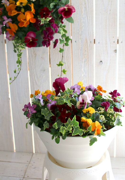 楽天市場 送料無料 パンジー ビオラの寄せ植え カシスオレンジ プランターver ３色から選べるおしゃれ プランター 開花期 今から春まで 寄せ植え 春 セット ギフト 花 フラワー 花うるる 花でうるおう毎日