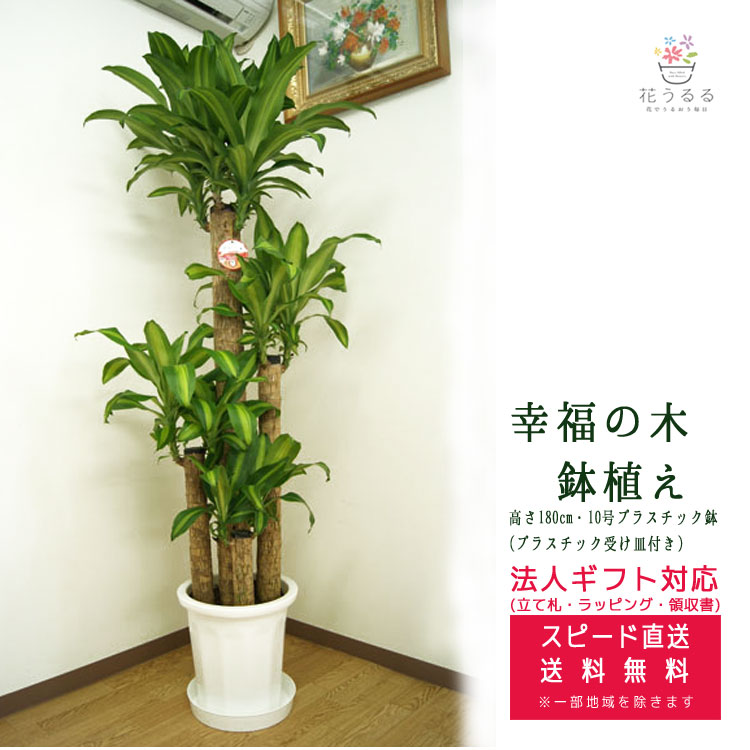 楽天市場】観葉植物 幸福の木 7号角プラスチック鉢 高さ約1m ドラセナ 