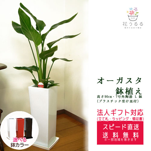 手数料安い 観葉植物 ストレリチア オーガスタ7号角陶器鉢l 白赤黒 高さ約1m Augu07 大型 新築祝い 誕生日プレゼント 引越し祝い インテリア アジアン モダン スクエア おしゃれな植木鉢 送 Www Fundacaodorina Org Br