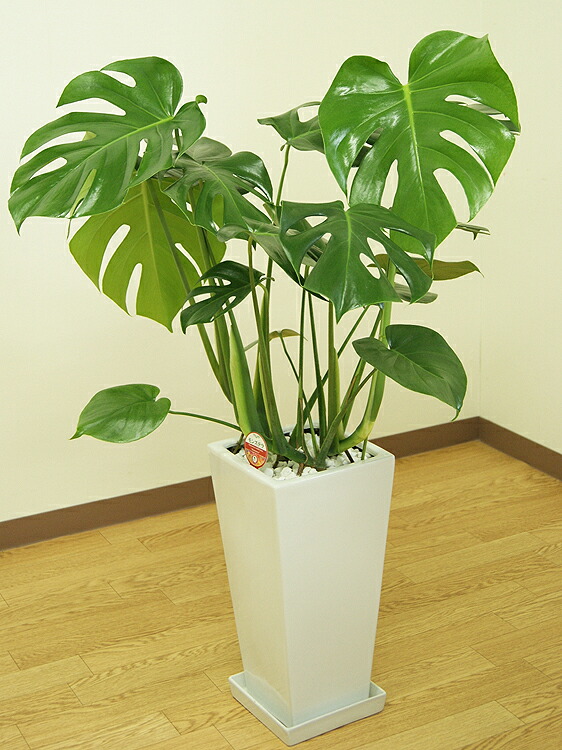 観葉植物 モンステラ7号角高陶器鉢 白 スクエア 誕生日プレゼント 高さ約85cm 高さ約85cm 観葉植物 Mons07 002 引越祝い 大型 おしゃれな植木鉢 開店祝い 花 観葉植物 新築祝い 観葉植物 Mons07 002 誕生日プレゼント インテリア 引越祝い 大型 モンステラ7号角高