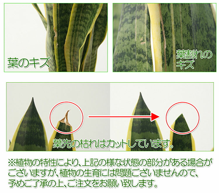 楽天市場 観葉植物 サンスベリア6号鉢 選べる鉢10種 高さ約70cm サンセベリア トラノオ 開店祝い 新築祝い プレゼント 引越祝い インテリア スクエア 送料無料 花うるる 花でうるおう毎日