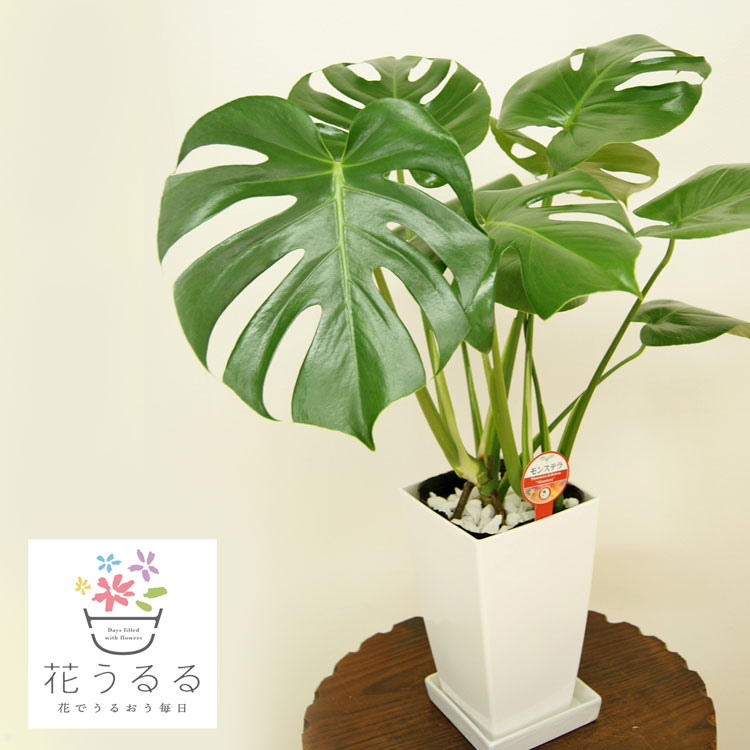 観葉植物 モンステラ6号角プラスチック鉢 白 高さ約60cm 開店祝い 新築祝い 誕生日プレゼント 引越祝い インテリア モダン アジアン スクエア 送料無料 Giosenglish Com