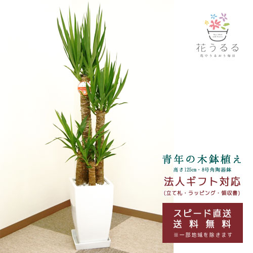 楽天市場】観葉植物 ユッカ(青年の木)7号角プラスチック鉢(白)高さ約1m