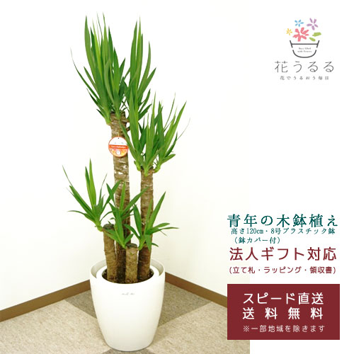 楽天市場】観葉植物 ユッカ(青年の木)8号プラスチック鉢(鉢