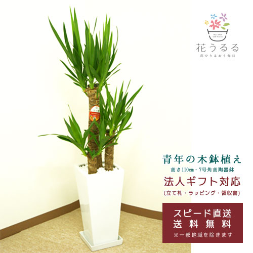 ★埼玉 ユッカ 観葉植物 高さ約５メートル ☆埼玉 ユッカ 観葉植物 高さ約5メートル 1.jpg?1501088484